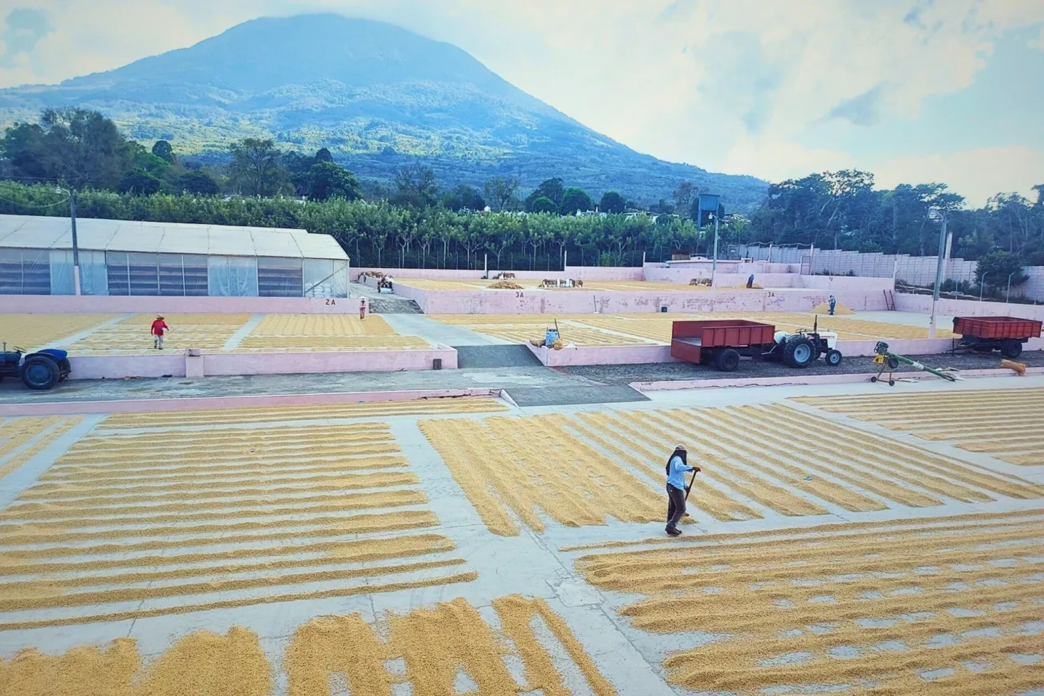 coffee beans roasting tour guatemala