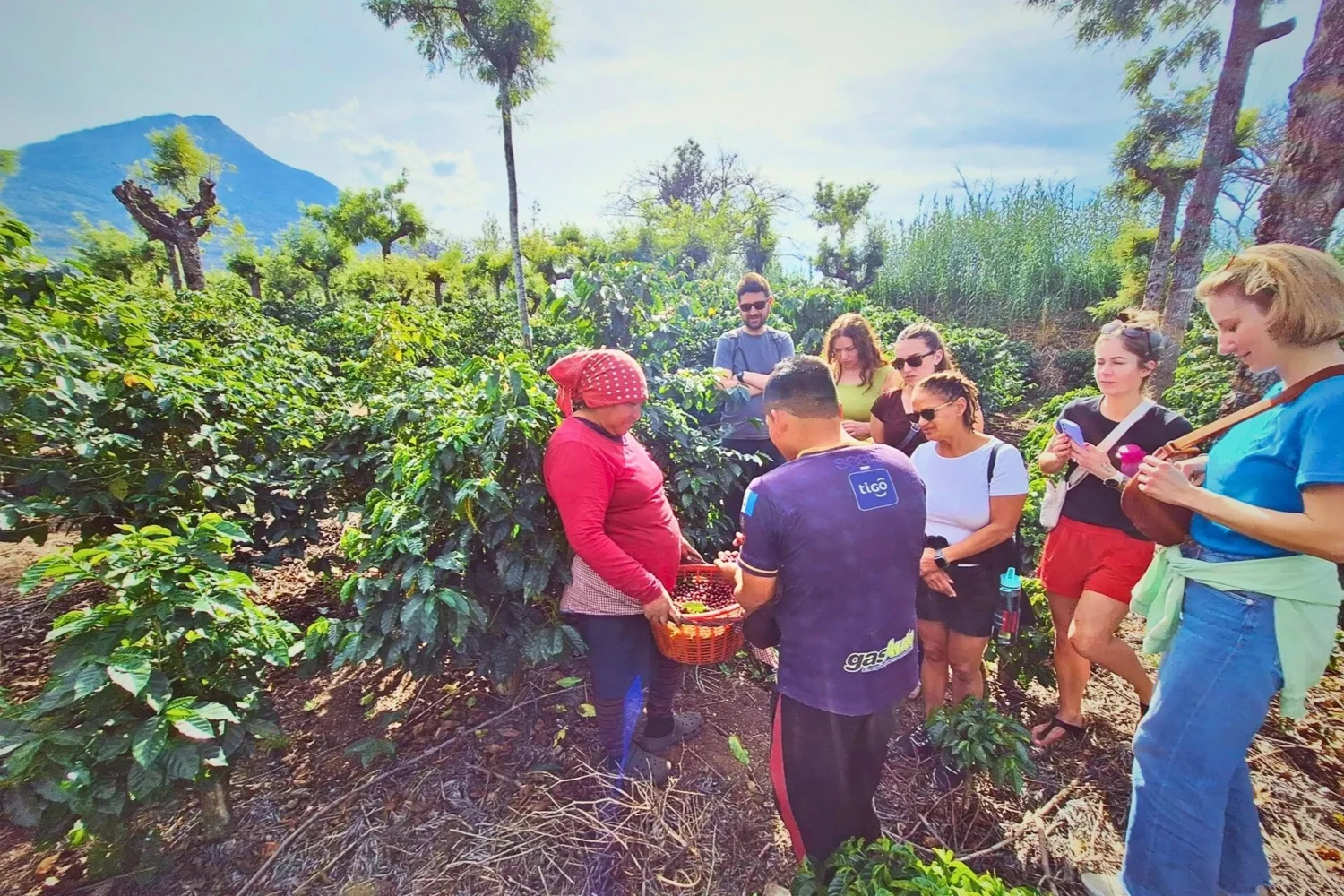 coffee farm tour antigua guatemala harvest