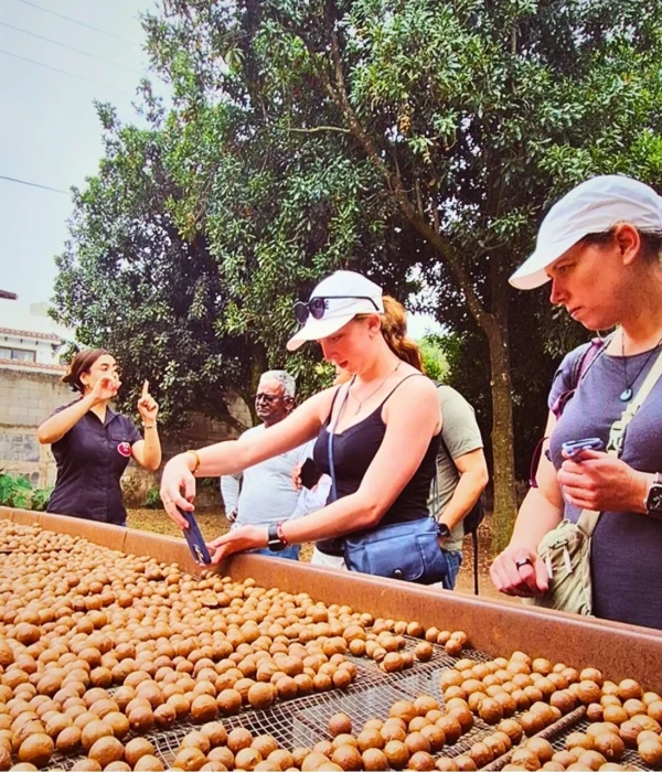 macadamia farm tour antigua guatemala trees