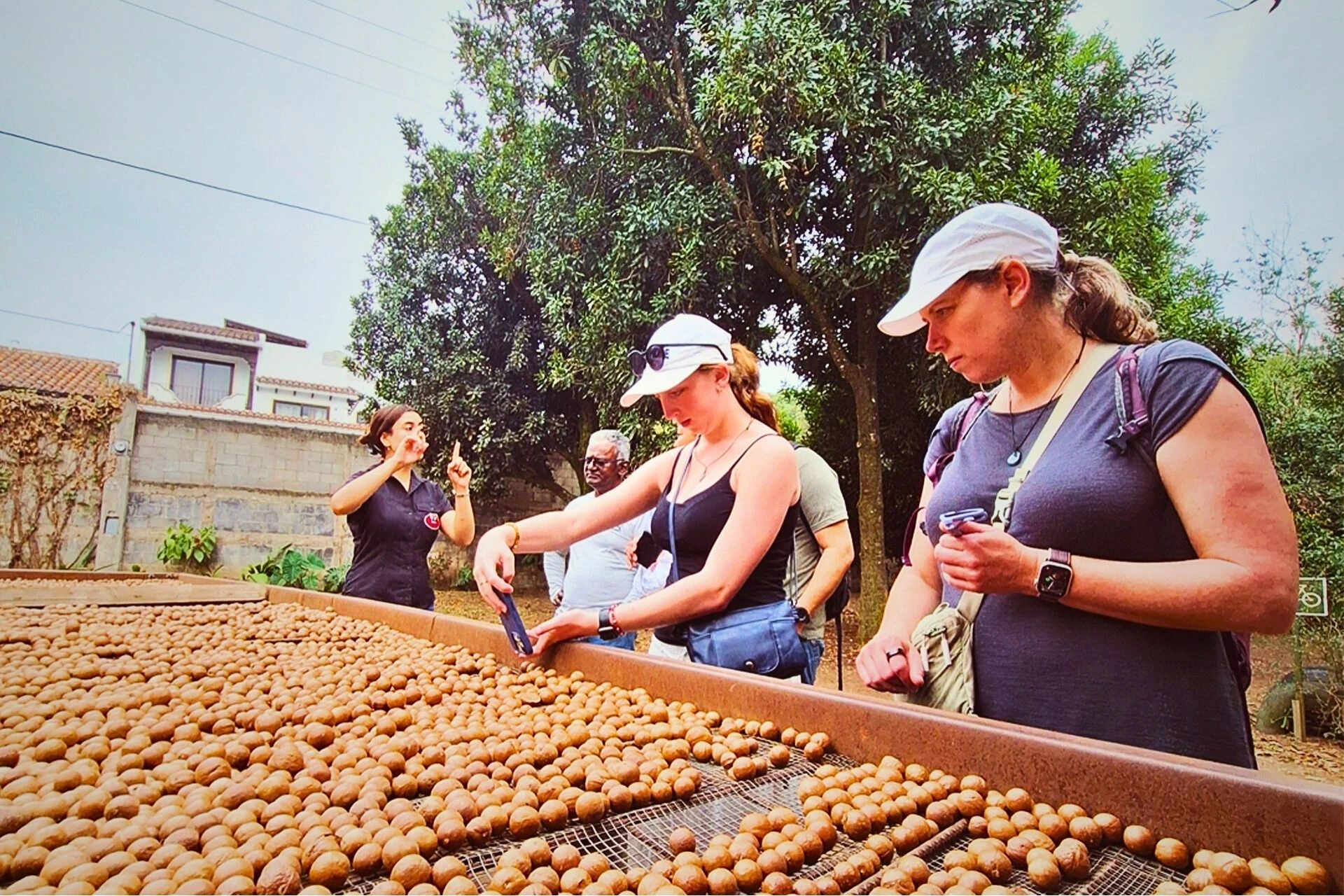 macadamia farm tour antigua guatemala trees