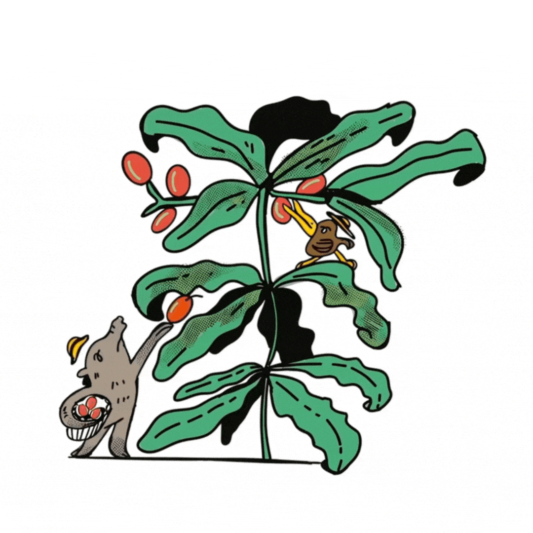 Coffee and Macadamia Farm Tour Sticker